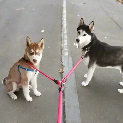 Laisse Chien Double | Petit - Moyen Chien - Joli Doggy