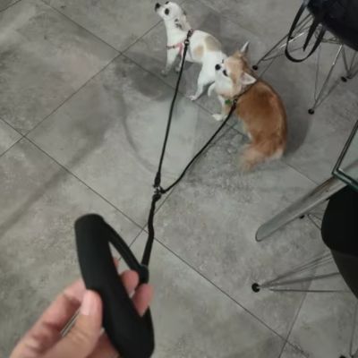 Laisse Chien Double | Petit - Moyen Chien - Joli Doggy