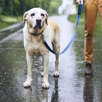 Laisse Chien | Imperméable - Joli Doggy