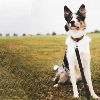 Laisse Chien | Imperméable - Joli Doggy