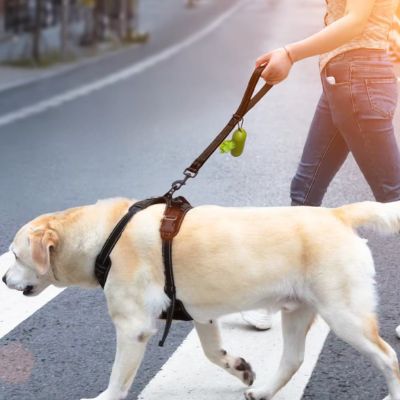 Laisse | Courte Universelle - Joli Doggy