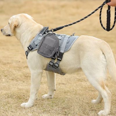 Laisse de Chien | Réfléchissante - Joli Doggy