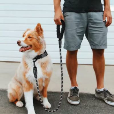 Laisse de Chien | Réfléchissante - Joli Doggy