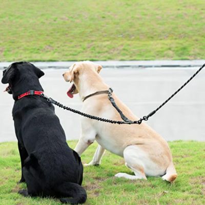 Laisse Double Chien | Moyen - Gros Chien - Joli Doggy