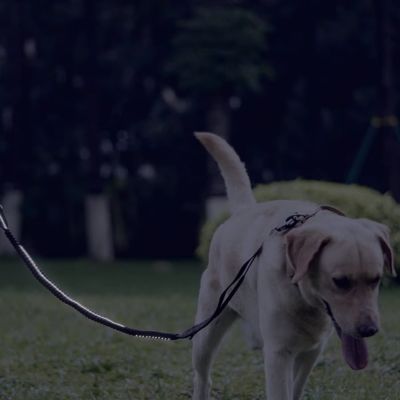 Laisse pour Chien | Attache Voiture - Joli Doggy