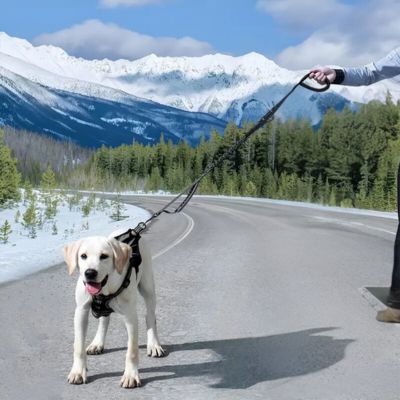 Laisse pour Chien | Attache Voiture - Joli Doggy