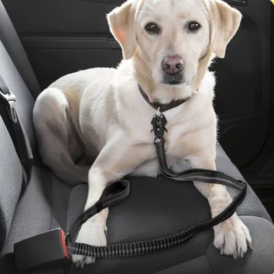 Laisse pour Chien | Attache Voiture - Joli Doggy