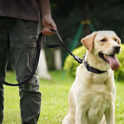 Laisse pour Chien | Attache Voiture - Joli Doggy