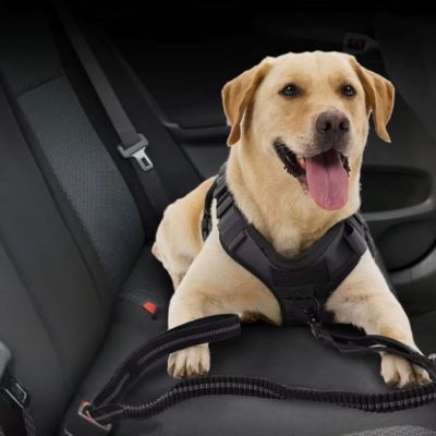 Laisse pour Chien | Attache Voiture - Joli Doggy