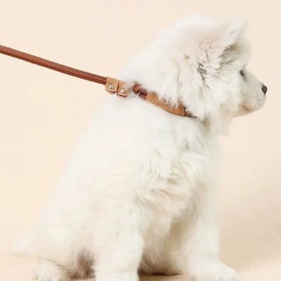 Laisse pour Chien Corde - Joli Doggy