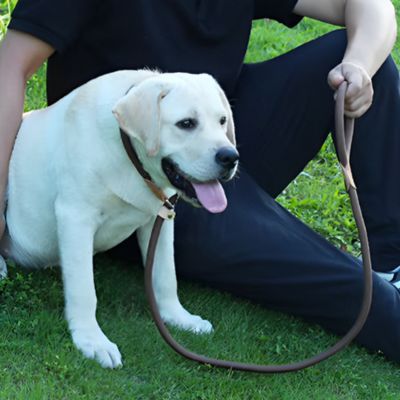 Laisse pour Chien Corde - Joli Doggy