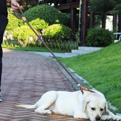 Laisse pour Chien Corde - Joli Doggy