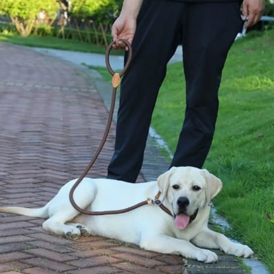 Laisse pour Chien Corde - Joli Doggy