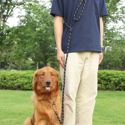 Laisse pour Chien | Main Libre Multi - Joli Doggy