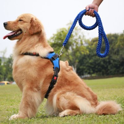Laisse pour Chien | Résistante - Joli Doggy