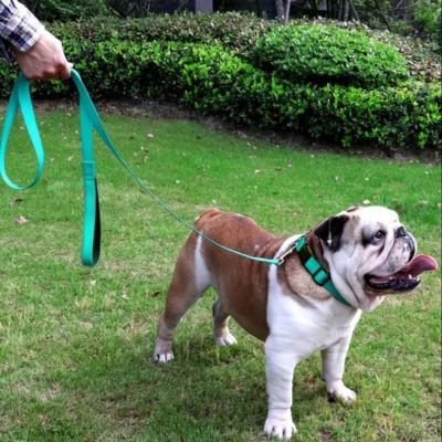 Laisse pour Chien | Universelle - Joli Doggy