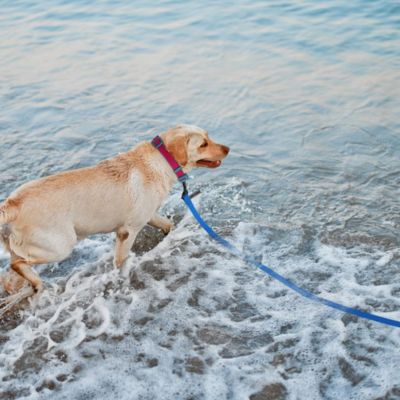 Longe Chien | Imperméable - Joli Doggy