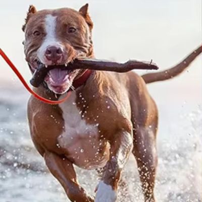 Longe Chien | Imperméable Etroite - Joli Doggy