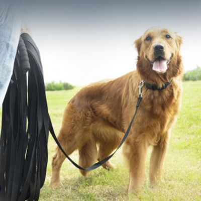 Longe pour Chien | Multi - Joli Doggy