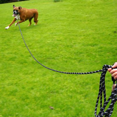 Longe pour Chien | Réfléchissante - Joli Doggy