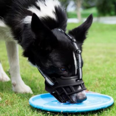MUSELIÈRE CHIEN anti morsure