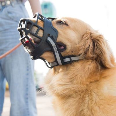 MUSELIÈRE CHIEn