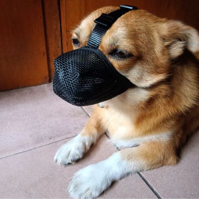 Muselière pour chien | Maille Souple - Joli Doggy