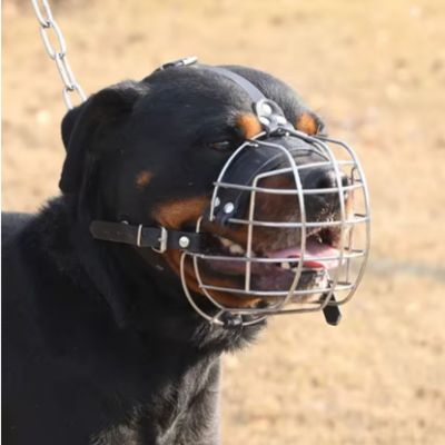 Muselière pour rottweiler | Securité et comfort - Joli Doggy