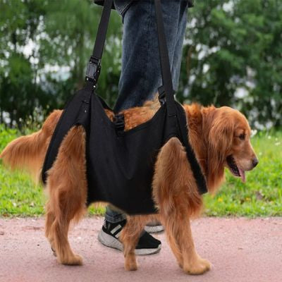 porte chien golden retreiver