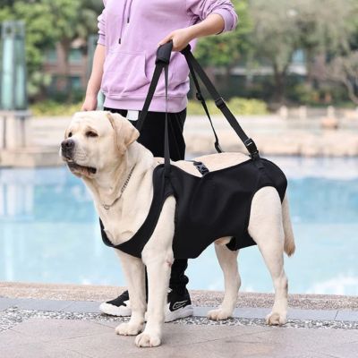 porte chien grande race dame piscine