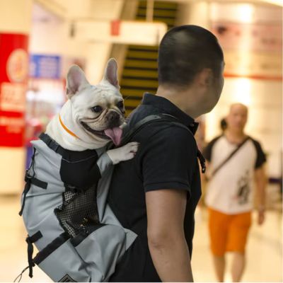 SAC A DOS POUR CHIEN - Tête et pattes - Joli Doggy