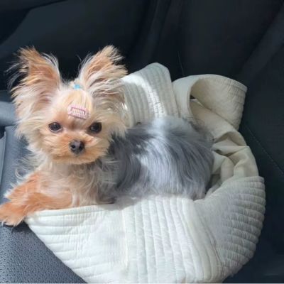 SAC TRANSPORT POUR CHIEN - Bandoulière - Joli Doggy