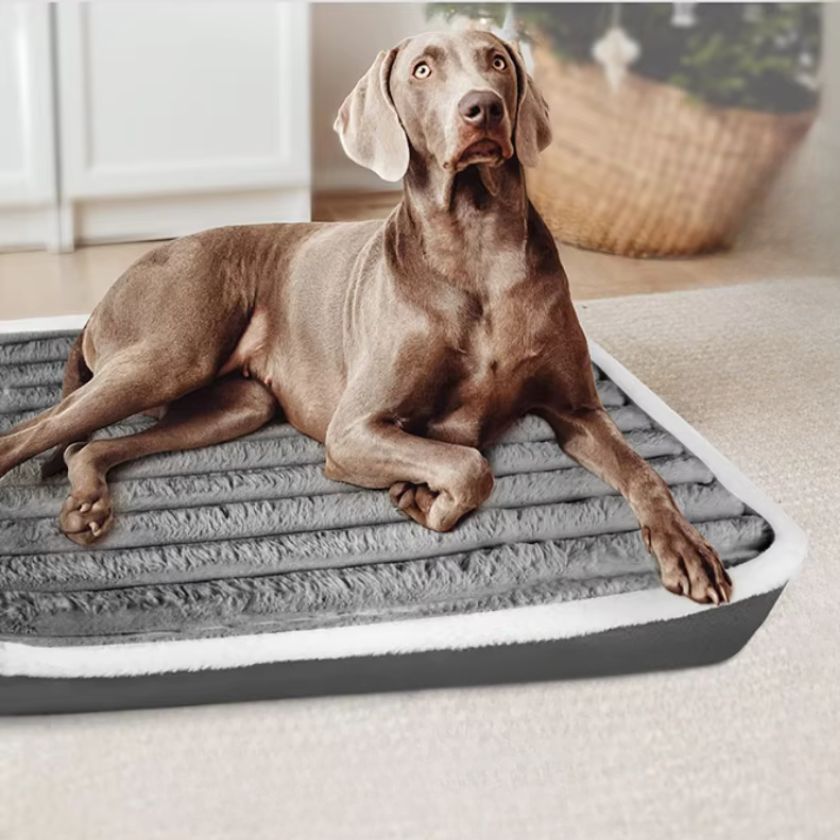 Tapis pour Chien XXL Stella™ - Joli Doggy