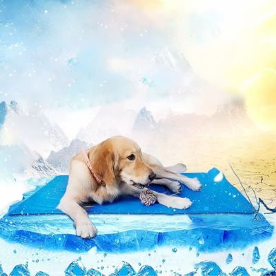 TAPIS RAFRAICHISSANT CHIEN | Max™ - Joli Doggy