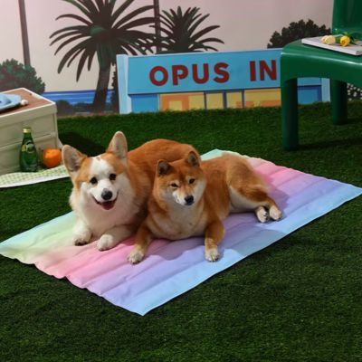 TAPIS RAFRAICHISSANT CHIEN │ Perle™ - Joli Doggy